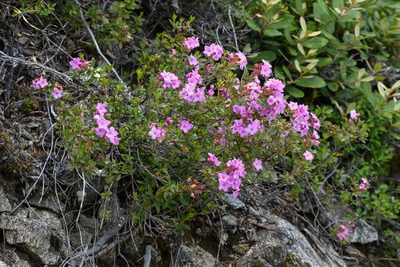 Kalmiopsis leachiana, photographed by Trevor Van Loon