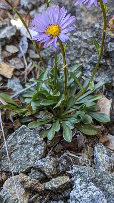 Erigeron cervinus, photographed by Trevor Van Loon