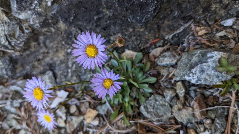 Erigeron cervinus, photographed by Trevor Van Loon
