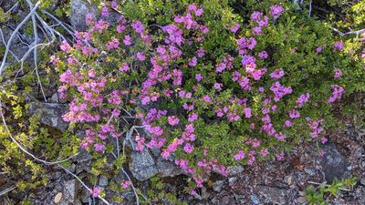 Kalmiopsis leachiana, photographed by Trevor Van Loon