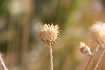 Cirsium mohavense, photographed by Millie Basden