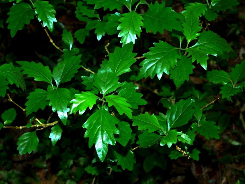 Premna microphylla, photographed by Jacy Chen