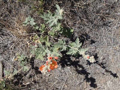 Sphaeralcea munroana, photographed by Tom Wainwright