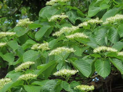Cornus controversa, photographed by Timur Kalininsky