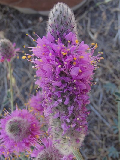 Dalea ornata, photographed by Tom Wainwright