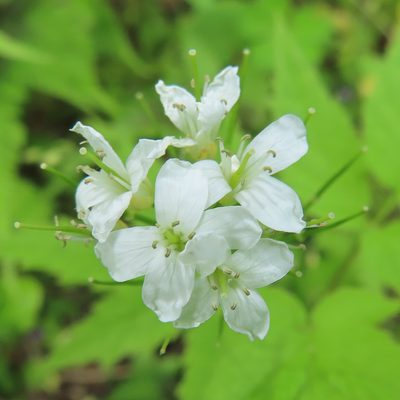 Cardamine leucantha, photographed by Timur Kalininsky