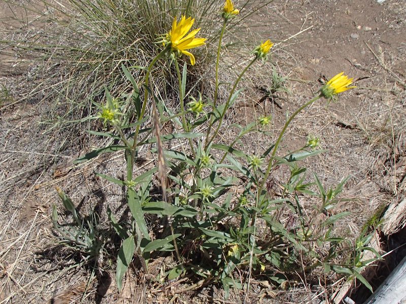 Helianthus cusickii, photographed by Tom Wainwright