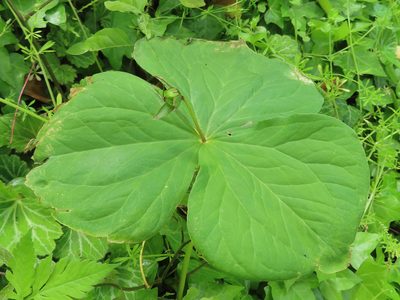 Trillium apetalon, photographed by Timur Kalininsky