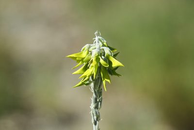 Crotalaria cunninghamii, photographed by Kym Nicolson