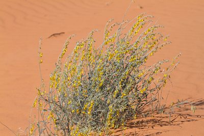 Crotalaria eremaea, photographed by Kym Nicolson
