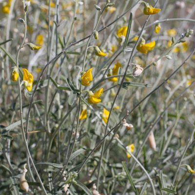 Crotalaria eremaea, photographed by Kym Nicolson
