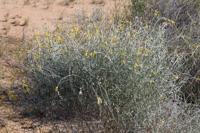 Crotalaria eremaea, photographed by Kym Nicolson