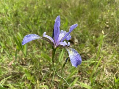 Iris prismatica, photographed by Reid Hardin