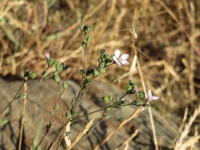 Linum congestum, photographed by Ellen C Lovelidge