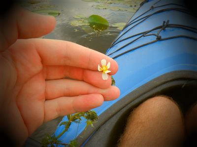 Ranunculus aquatilis, photographed by Eric Schmidt