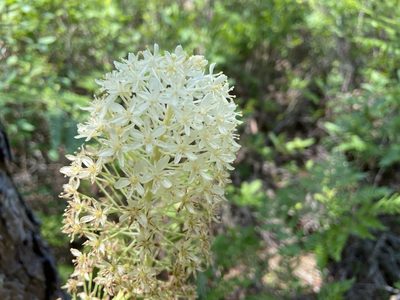 Xerophyllum asphodeloides, photographed by Reid Hardin