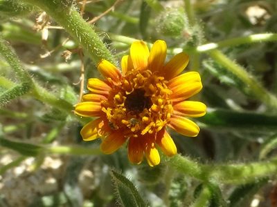Hulsea vestita, photographed by Daniel S.