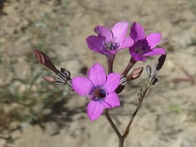 Saltugilia splendens, photographed by Daniel S.