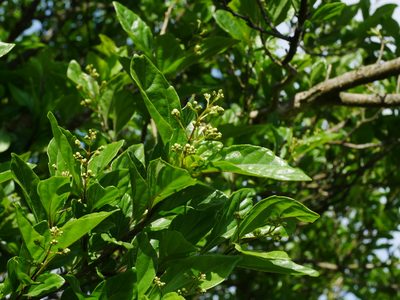 Premna microphylla, photographed by Jacy Chen