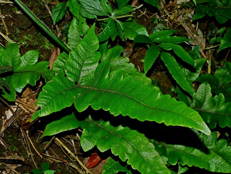 Stegnogramma wilfordii, photographed by Jacy Chen