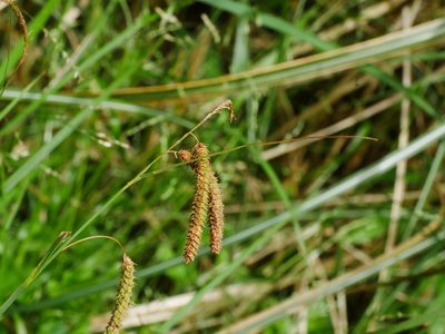 Carex phacota, photographed by Jacy Chen