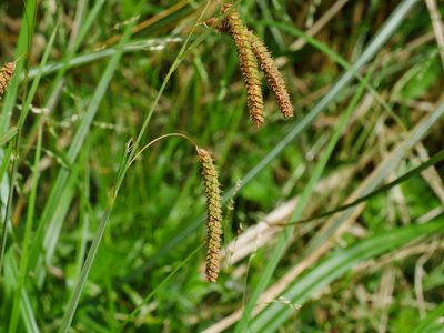 Carex phacota, photographed by Jacy Chen