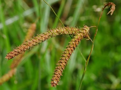 Carex phacota, photographed by Jacy Chen
