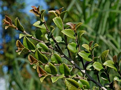 Eurya crenatifolia, photographed by Jacy Chen
