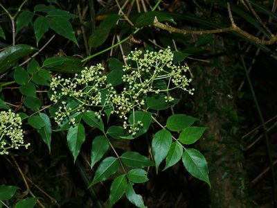 Staphylea japonica, photographed by Jacy Chen