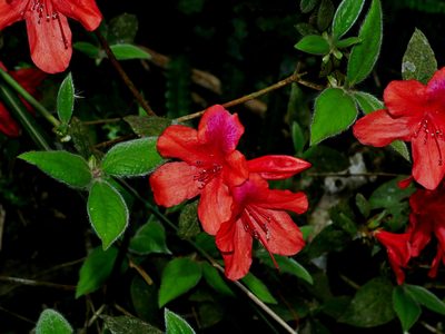 Rhododendron oldhamii, photographed by Jacy Chen