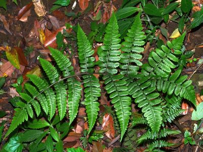 Cornopteris opaca, photographed by Jacy Chen