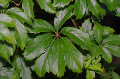 Parthenocissus heptaphylla, photographed by Michelle W. （鍾偉瑋）