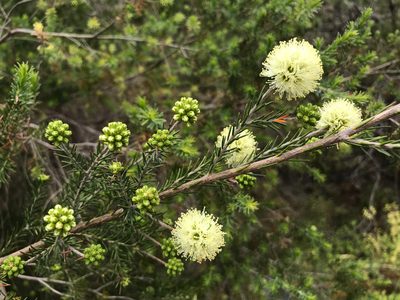 Kunzea glabrescens, photographed by Cal Wood