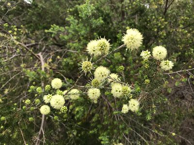 Kunzea glabrescens, photographed by Cal Wood