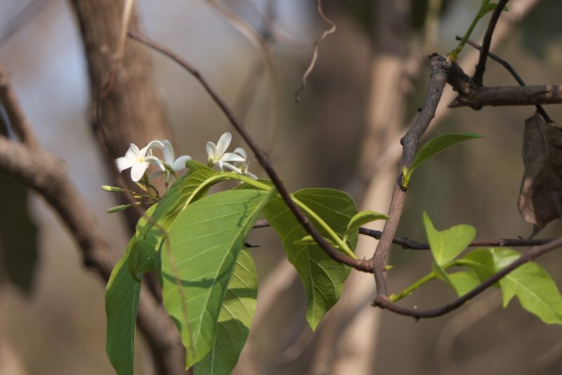 Holarrhena pubescens, photographed by Dinesh Valke