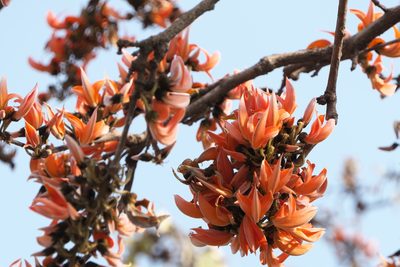 Butea monosperma, photographed by Dinesh Valke