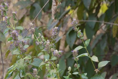 Pogostemon benghalensis, photographed by Dinesh Valke