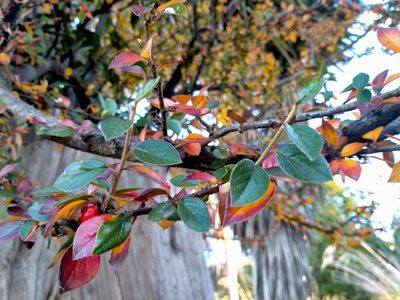 Cotoneaster simonsii, photographed by John Barkla