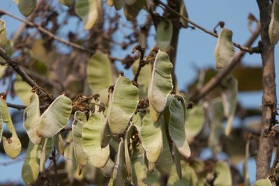 Butea monosperma, photographed by Dinesh Valke