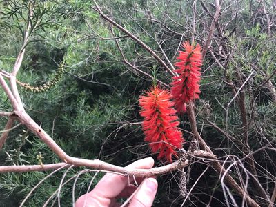 Melaleuca lateritia, photographed by Cal Wood