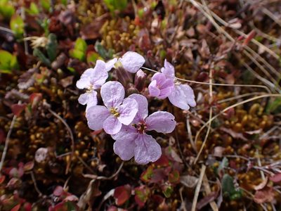 Parrya nudicaulis, photographed by Matt Muir