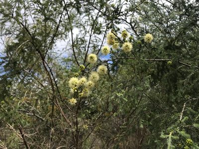 Kunzea glabrescens, photographed by Cal Wood
