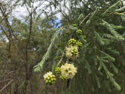 Kunzea glabrescens, photographed by Cal Wood