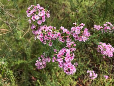 Verticordia plumosa, photographed by Cal Wood