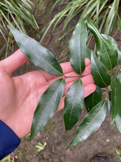 Syzygium floribundum, photographed by Thomas Mesaglio