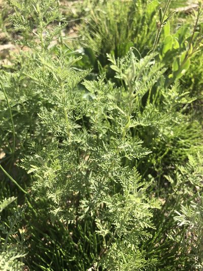 Artemisia macrantha, photographed by Valerii Glazunov