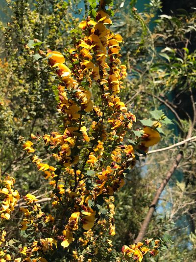 Bossiaea aquifolium, photographed by Cal Wood