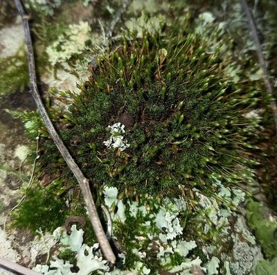 Ptychomitrium crispatum, photographed by kevin koen