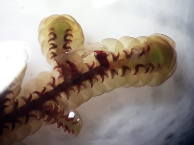 Goebeliella cornigera, photographed by Leon Perrie