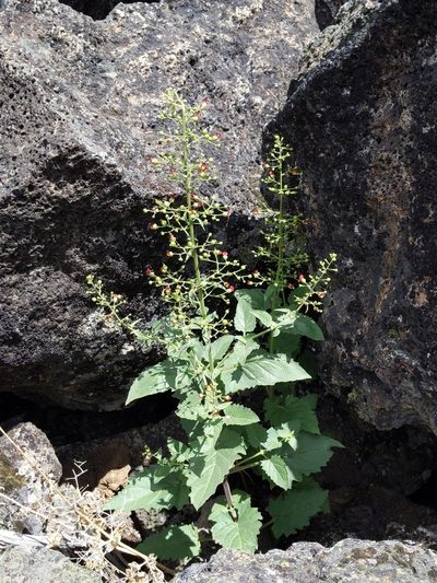Scrophularia desertorum, photographed by Ken-ichi Ueda